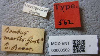 Media type: image;   Entomology 562 Aspect: labels